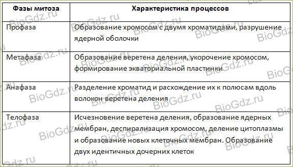 Охарактеризуйте процесс митоза. Таблица по биологии 9 класс характеристика процессов фазы митоза. Таблица фаза митоза фаза характеристики процессов. Таблица фазы митоза 9 класс биология. Таблица фазы митоза и их особенности 9 класс.