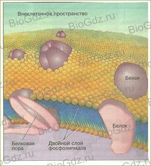 Тема 2.7. Эукариотическая клетка. Цитоплазма. Органоиды - 2