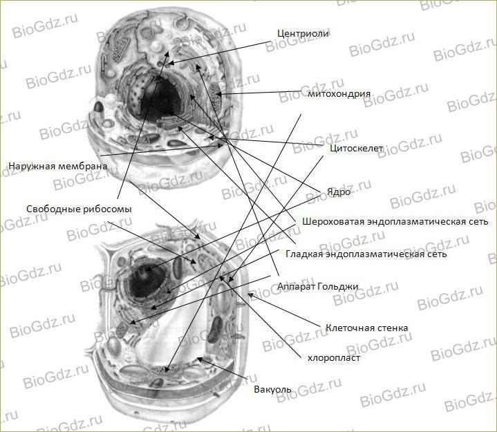 Тема 2.7. Эукариотическая клетка. Цитоплазма. Органоиды - 3