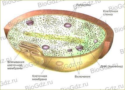 Тема 2.9. Прокариотическая клетка - 1