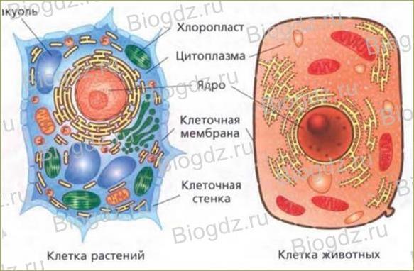 5. Строение клетки. Ткани - 1