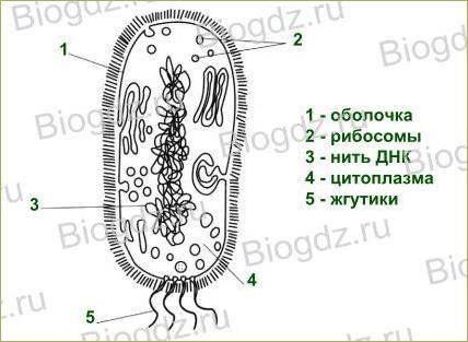 §11. Строение и жизнедеятельность бактерий. - 2