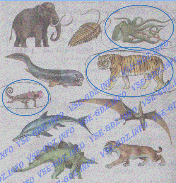 Биология 5 класс 2 из изображенных. Назовите животных изображенных на рисунке. Рассмотрите животных изображенных на рисунке назовите их. Биология 5 на земле животные. Рассмотри рисунки . Назовите изображенных животных.