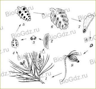 §23. Размножение голосеменных растений - 1