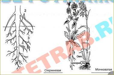 §2. Виды корней и типы корневых систем - 1