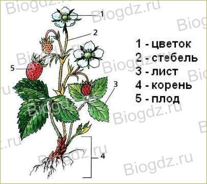 Тема 4. Органы цветковых растений - 1