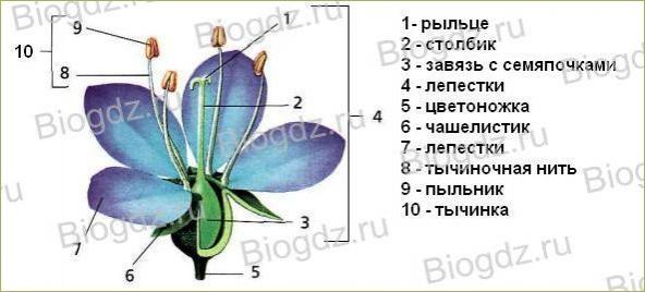 Тема 4. Органы цветковых растений - 15