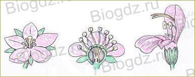 Тема 4. Органы цветковых растений - 16