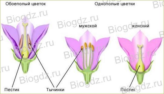 Тема 4. Органы цветковых растений - 17