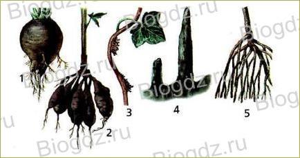 Тема 4. Органы цветковых растений - 6