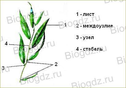 Тема 4. Органы цветковых растений - 8