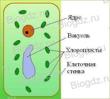 3. Строение растительной и животной клеток - 6