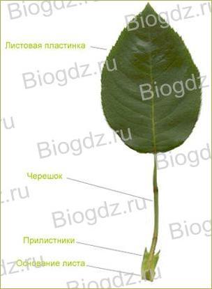 6. Органы цветковых растений - 15