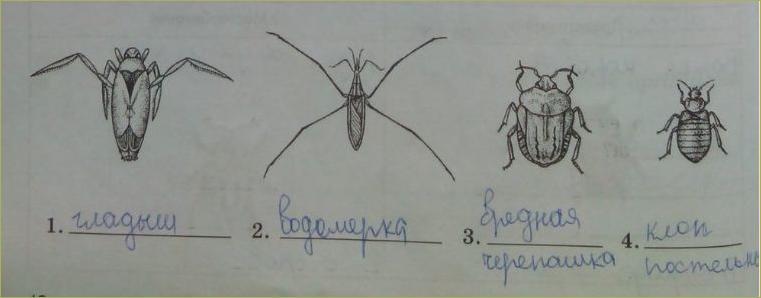 17. Отряды насекомых. Стрекозы, Вши, Жуки, Клопы - 2