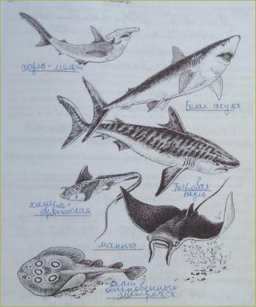 22. Хрящевые рыбы. Отряды: Акулы, Скаты, Химерообразные - 1