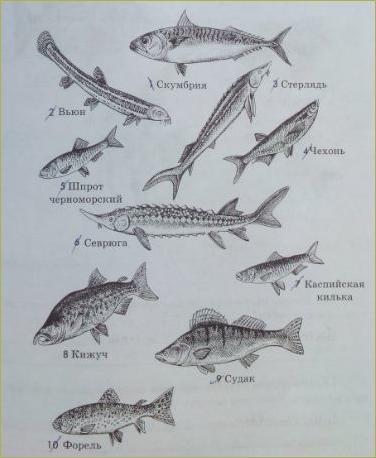 23. Отряд Костные рыбы. Отряды: Осетрообразные, Сельдеобразные, Лососеобразные, Карпообразные, Окунеобразные - 3