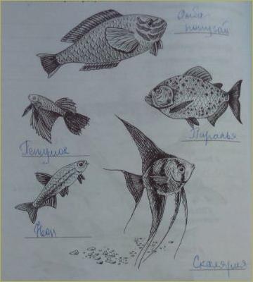 23. Отряд Костные рыбы. Отряды: Осетрообразные, Сельдеобразные, Лососеобразные, Карпообразные, Окунеобразные - 4
