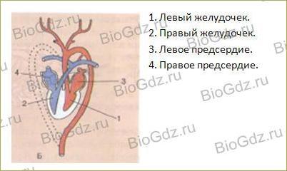 41. Кровеносная система. Кровь - 2