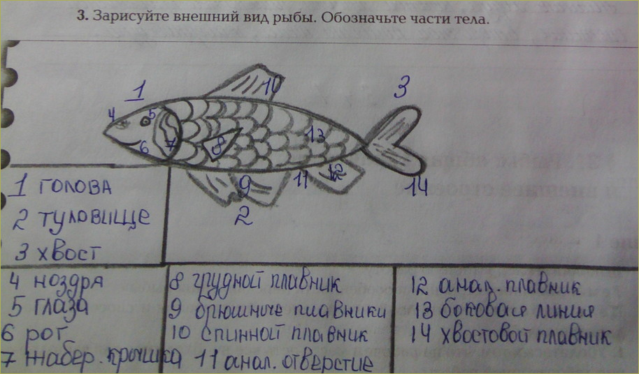 §31. Рыбы: общая характеристика и внешнее строение - 2