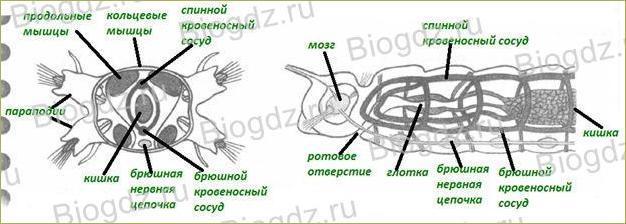 §18. Тип Кольчатые черви. Класс Многощетинковые черви - 3