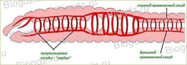 §18. Тип Кольчатые черви. Класс Многощетинковые черви - 4