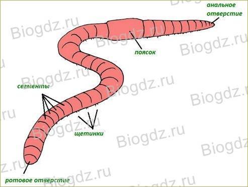 §19. Тип Кольчатые черви. Класс Малощетинковые черви - 1