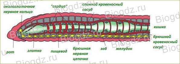 §19. Тип Кольчатые черви. Класс Малощетинковые черви - 3