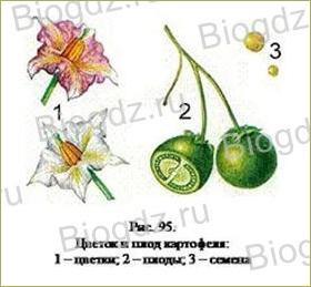 14. Отдел Покрытосеменные (Цветковые) растения - 15