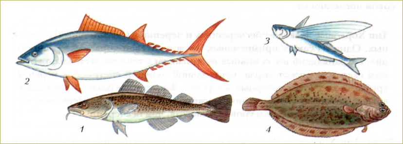 §31. Рыбы: общая характеристика и внешнее строение - 1