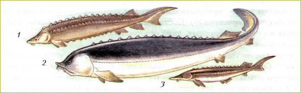 §34. Основные систематические группы рыб - 1