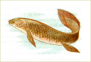 §34. Основные систематические группы рыб - 2
