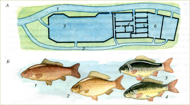 §35. Промысловые рыбы. Их использование и охрана - 1
