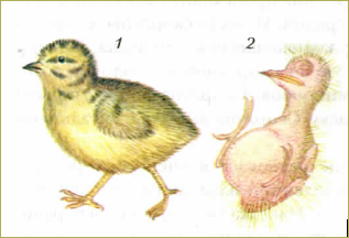 47. Размножение и развитие птиц - 1