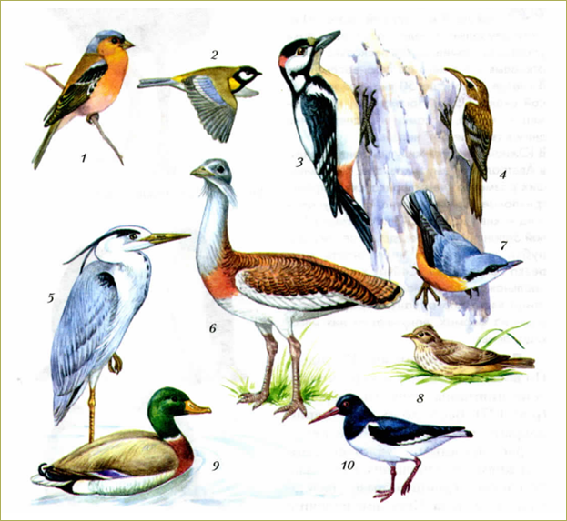 49. Многообразие птиц - 3