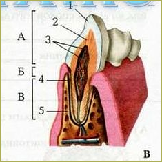 Строение и значение зубов - 2