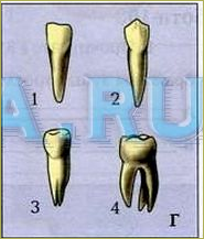 Строение и значение зубов - 4