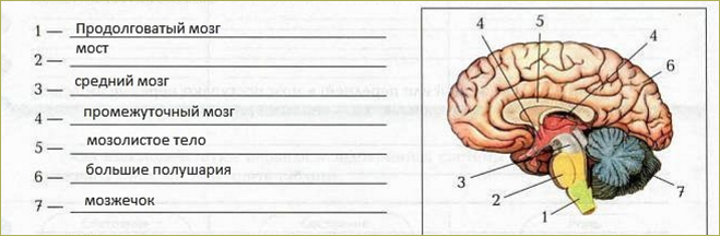 Спинной мозг. Головной мозг - 3