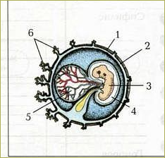 Внутриутробное развитие организма. Развитие после рождения - 1