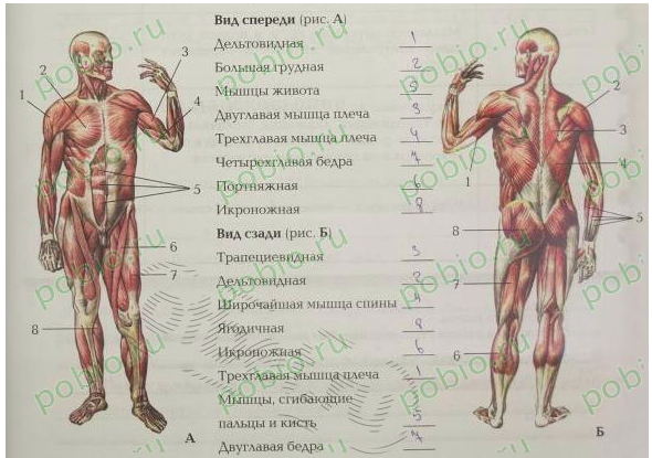 Какая мышца изображена на рисунке. Мышцы тела человека спереди. Мышцы туловища и конечностей 8 класс биология. Анатомия мышц человека с описанием.