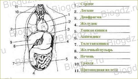 Системы органов - 3
