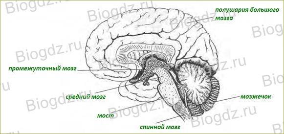 Строение и функции головного мозга - 2