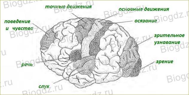 Полушария большого мозга - 2